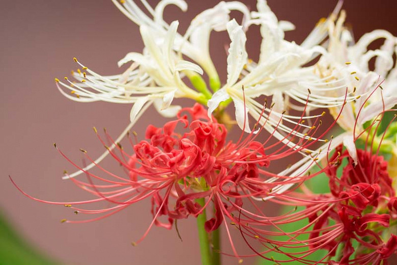 How Many Colours Of Spider Lily Are There